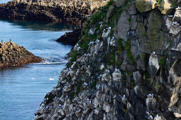Iceland. Arnarstapi - picturesque volcanic rock cliffs on the Snaefellsnes peninsula. Habitat of...