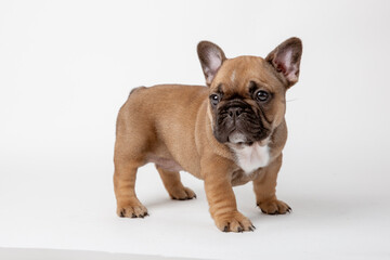A charming French bulldog puppy sitting facing forward. He looks curiously into the camera Isolated on a white background.