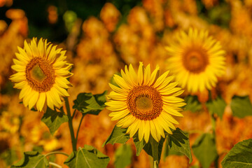 Radiant Resilience: The Sunflower's Captivating Close-up