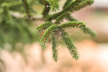 Fir tree brunch close up. Fluffy fir tree brunch close up. Christmas wallpaper concept. Copy space.