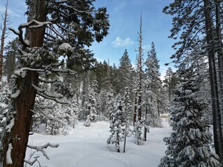 Beautiful scenic forest with snow-covered evergreen trees