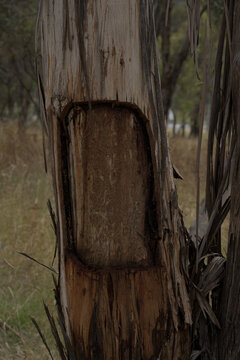 Tree trunk with blaze cut in surface