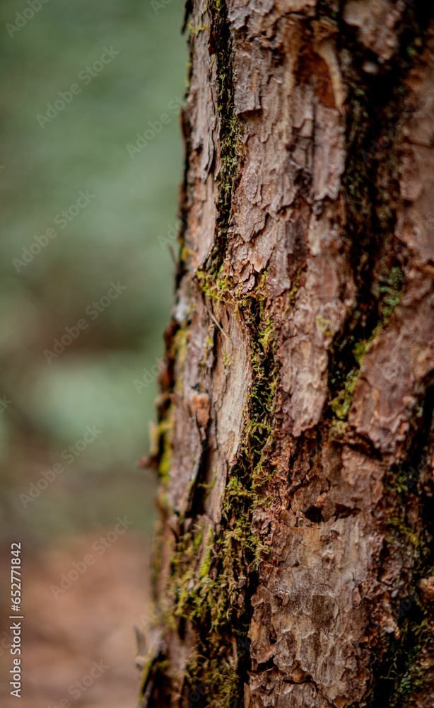 Poster closeup of a tree trunk with moss between cracks.