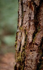 Closeup of a tree trunk with moss between cracks.