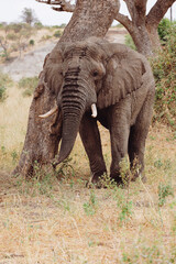 elephant in the savannah
