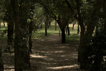 Path through the cork oak forest
