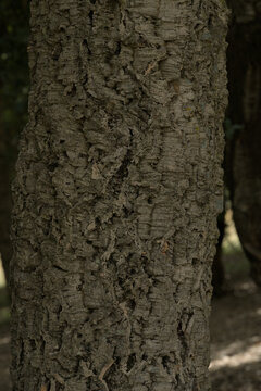 close up texture of tree bark