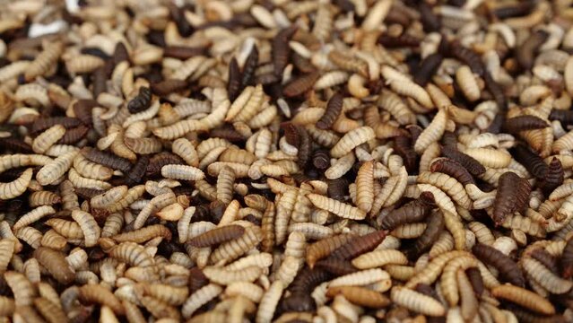 Maggot farming. Insect industry, feed manufacturing. Insects as feed. Black soldier fly larvae convert the waste into animal feed