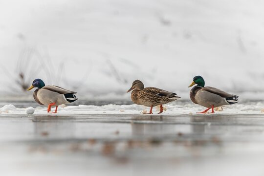 Selective focus of mallard ducks walking next to a frozen pond on blurred background