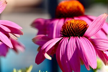 Close-up of vibrant coneflowers blooming in front of a blue wooden fence