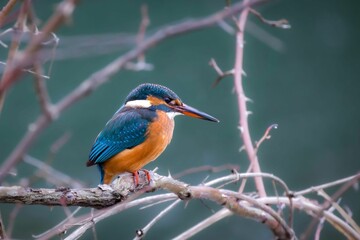 Closeup of a kingfisher perched on a tree branch
