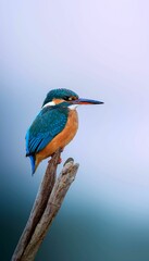Vertical closeup of a kingfisher perched on a tree branch