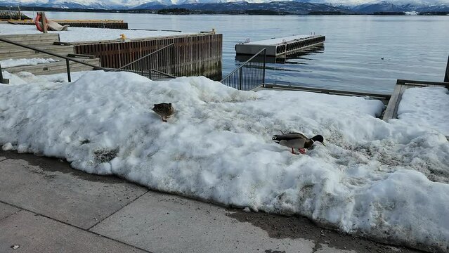 Walking with Donald & Daisy Duck