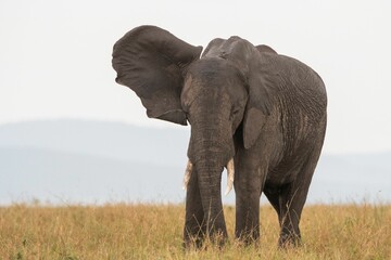 Fototapeta na wymiar an elephant walking through the savannah with mountains in the distance