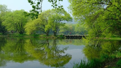 Landscape of a calm tranquil lake surrounded by lush green trees