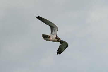 Scenic view of a hawk flying in a cloudy sky