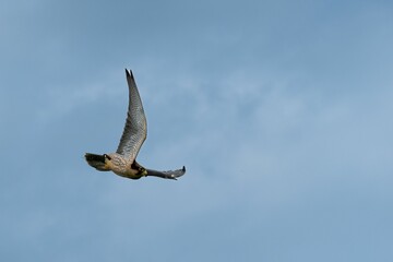 Scenic view of a hawk flying in a cloudy sky