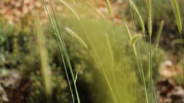 foxtail plants swaying with the wind