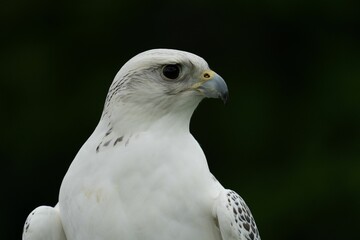 Closeup of a Gyrfalcon on a dark background