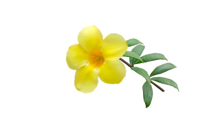 Naklejka premium yellow flower isolated on white