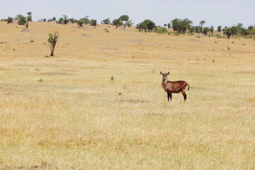 Impala in the savannah