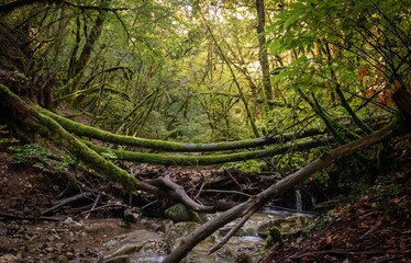 Majestic fallen tree that spans a scenic river in Apremont, Savoie, France