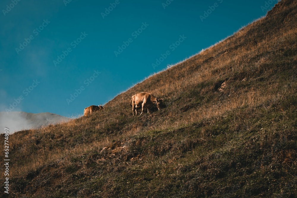 Sticker scenic view of a cow grazing grass in the mountains in sunny weather on blue sky background