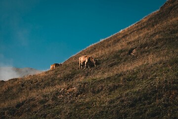 Scenic view of a cow grazing grass in the mountains in sunny weather on blue sky background