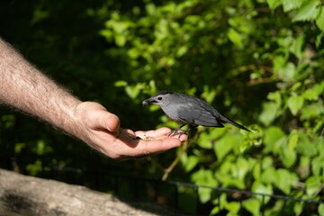 Gray catbird is perched on a human hand in Central Park