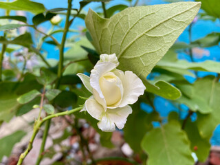 Closeup of the white rose surrounded by green leaves. Selected focus.