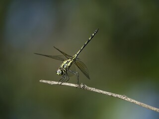 Closeup of a dragonfly atop a lush green tree branch against a vibrant backdrop