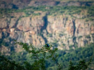 Woodland kingfisher bird perched atop a lush green tree branch illuminated by sunlight