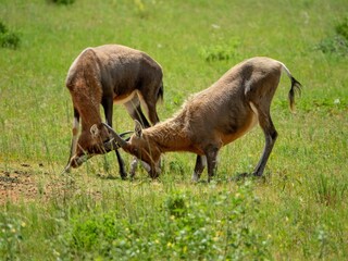 Naklejka na ściany i meble Gazelles grazing in an open meadow, surrounded by lush green grass