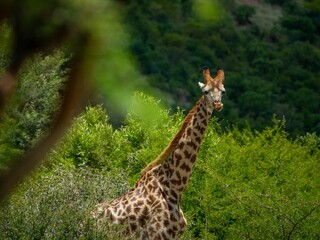 Majestic giraffe in a lush natural environment, with tall trees providing a backdrop