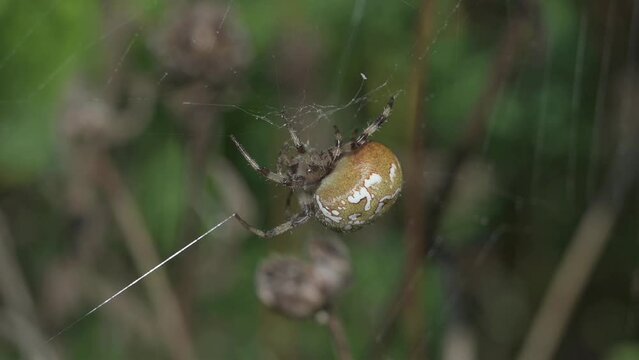 Orb-Web spider (Araneus quadratus) on its web, retreat after the web is disturbed by a gust of wind. September, Kent, UK. [Slow motion x5]