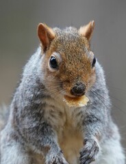 Naklejka na ściany i meble Vertical shot of a cute squirrel on a blurred background