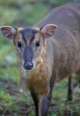 Fototapeta premium Reeves's muntjac deer in a natural wilderness habitat