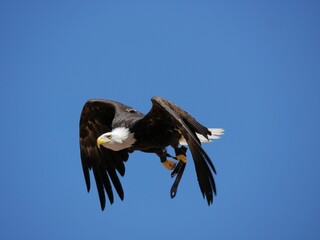 Closeup of a majestic  eagle soaring through the air against a bright blue sky