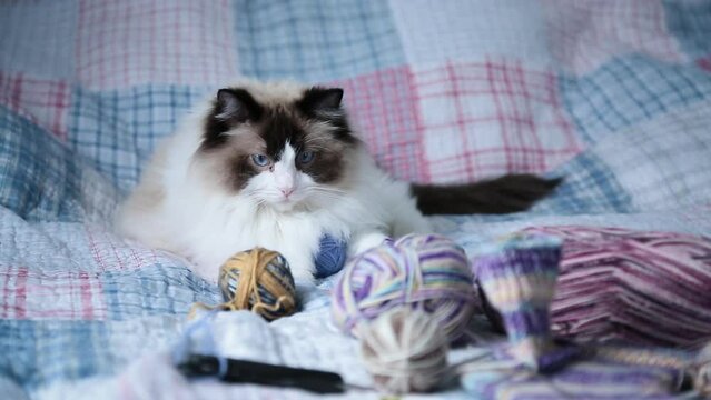 Colored threads, knitting needles and other items for hand knitting and a cute domestic cat Ragdoll