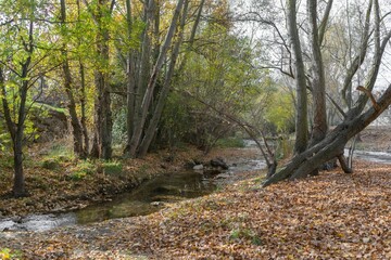 Landscape of a river and the arrival of autumn with fallen leaves on the ground.