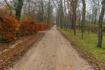 Separate dirt road, an area with green grass and another area with plants and dry leaves fallen