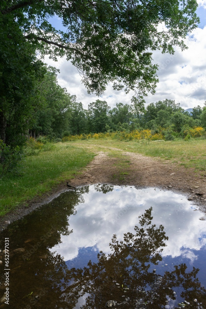 Poster Photograph of reflections in a puddle of water. In the middle of the countryside surrounded by trees