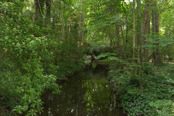 Obraz premium Beautiful landscape of a river in a lush green forest in Valladolid, Spain