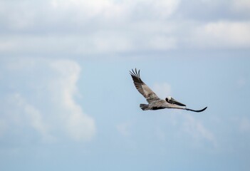 Closeup of a pelican flying in the blue sky