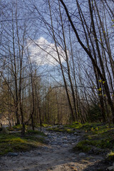 Obraz premium A walking path by a river in a forest full of trees during daytime