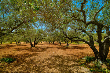 Old olive grove on the island of Greece, plantation of olive trees.