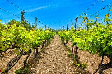 Rows of vines, mountainous landscape on sunny day, Crete island