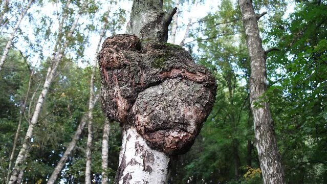 Huge birch fungus Chaga parasitizes on trunk of tree. Inonotus obliquus commonly known as chaga mushroom. Black mass and birch canker polypore. Chaga used in alternative medicine.
