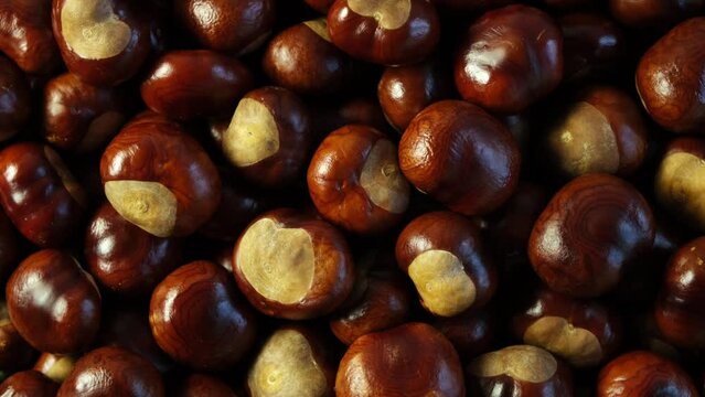 Ripe chestnuts fruits, close-up. Chestnut nuts are used in cooking. 4K video, Rotating.