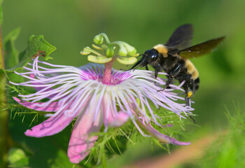 American Bumble Bee (Bombus pensylvanicus) on the flower of the scarletfruit passionflower (Passiflora foetida var. Lanuginosa), Galveston, Texas, USA.